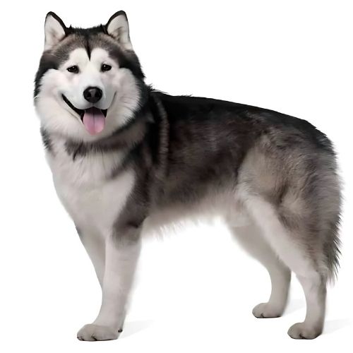 Alaskan Malamute