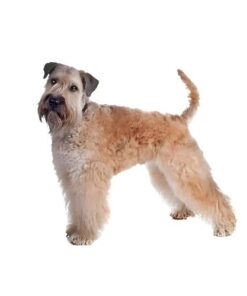 Soft Coated Wheaten Terrier