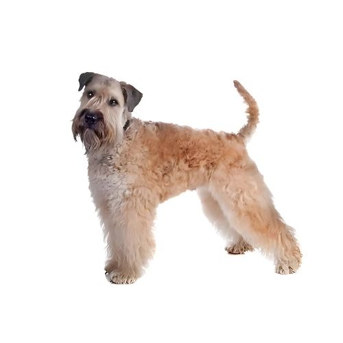 Soft Coated Wheaten Terrier
