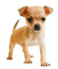 Chihuahua