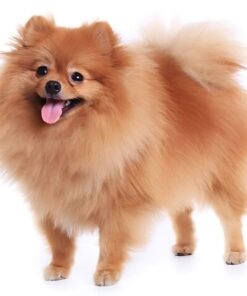 Pomeranian