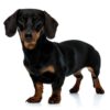 Dachshund (Miniature)