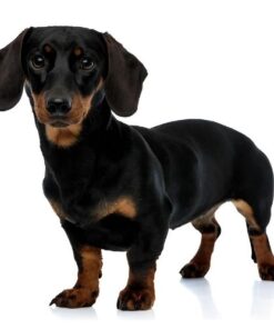 Dachshund (Miniature)