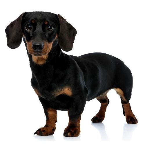 Dachshund (Miniature)
