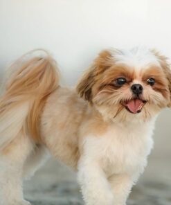Shih Tzu