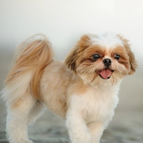 Shih Tzu