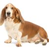 Basset Hound
