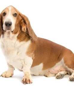 Basset Hound