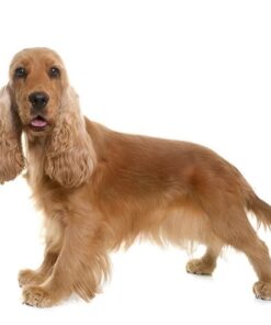 Cocker Spaniel