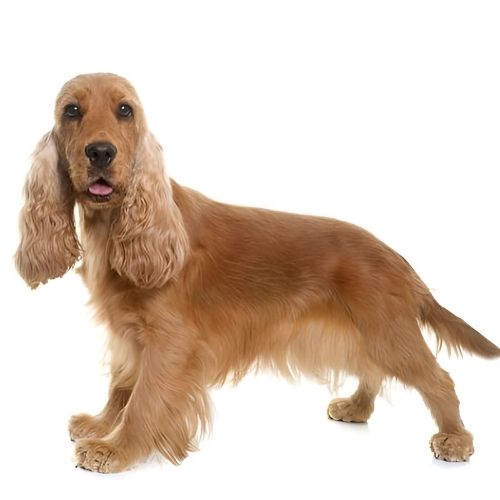 Cocker Spaniel