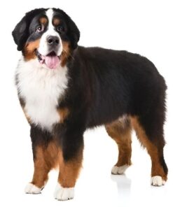 Bernese Mountain Dog