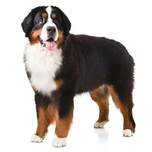 Bernese Mountain Dog