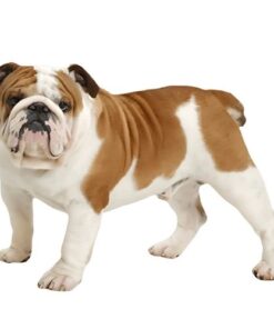 Bulldog