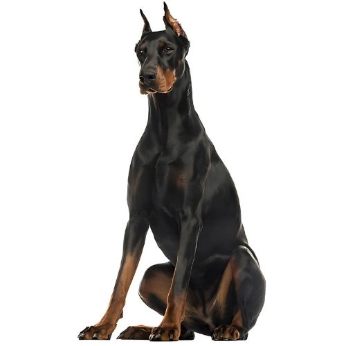 Doberman Pinscher