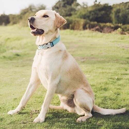 Labrador Retriever