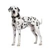 Dalmatian