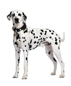 Dalmatian