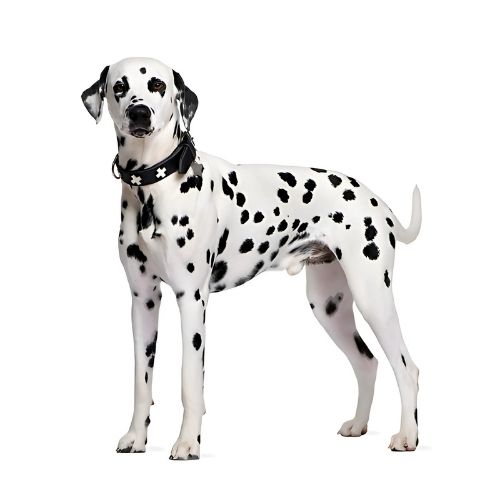 Dalmatian