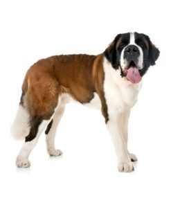 Saint Bernard