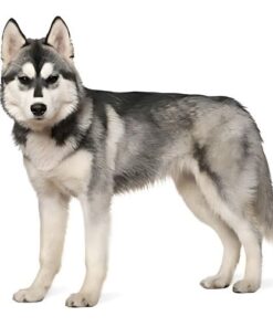 Siberian Husky