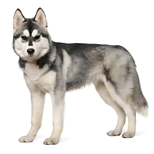 Siberian Husky