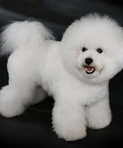 Bichon Frise