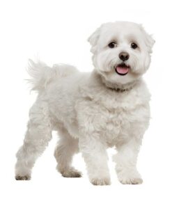 Maltese