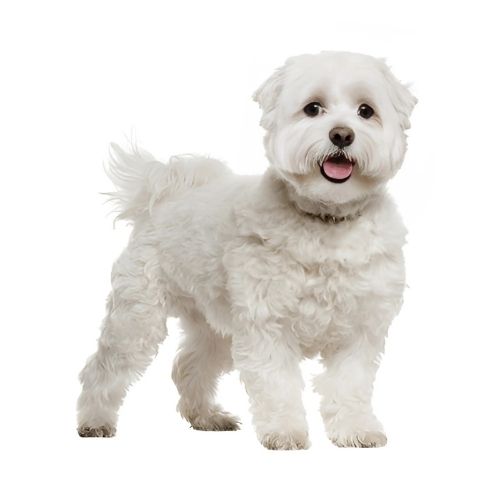 Maltese