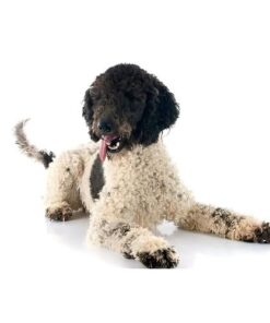Portuguese Water Dog