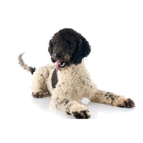 Portuguese Water Dog