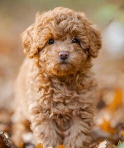 Poodle (Miniature)